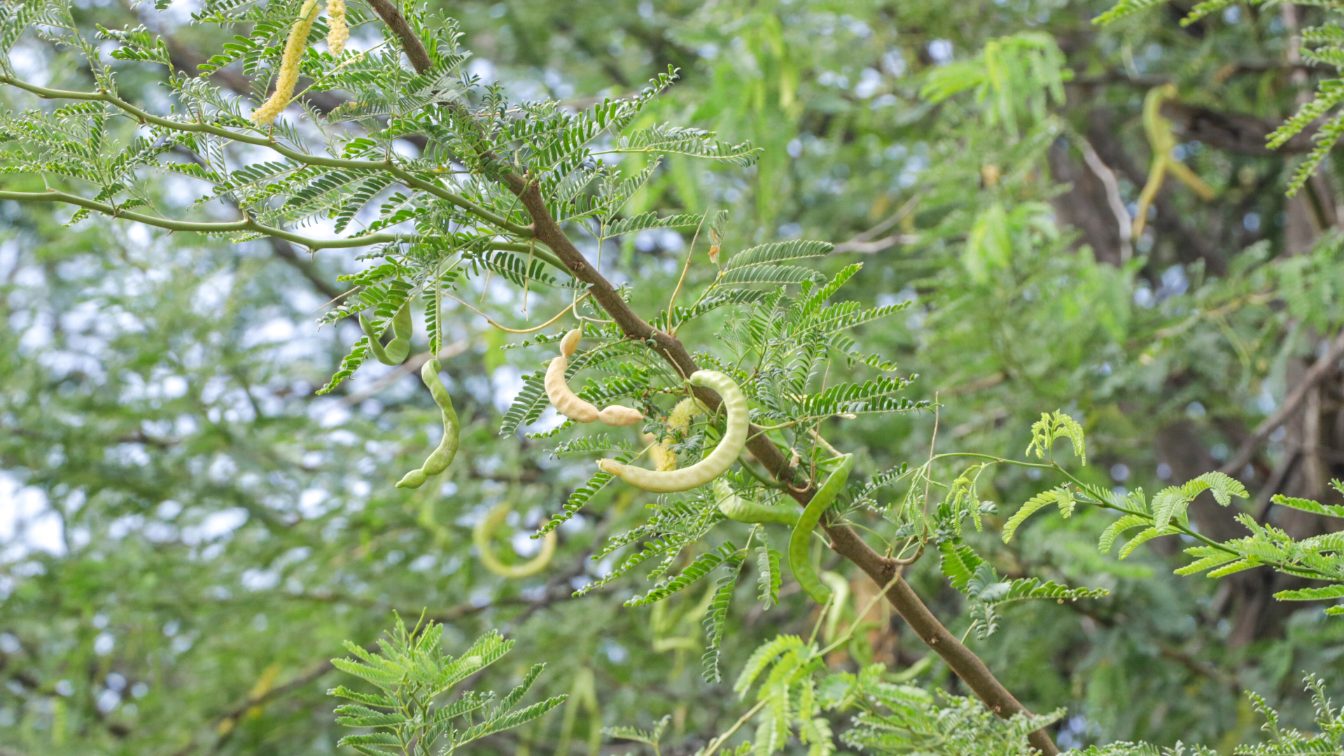 photo gallery